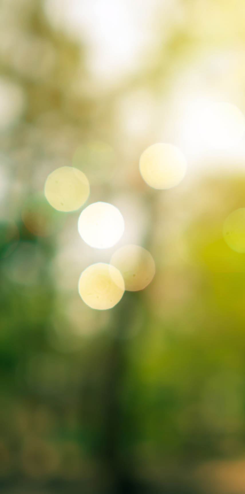 Blur nature bokeh green park by beach and tropical coconut trees in sunset time.
